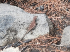 Sceloporus bicanthalis