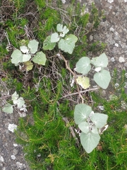 Pericallis aurita image