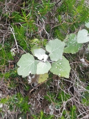 Pericallis aurita image