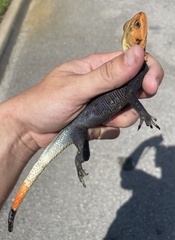 Agama picticauda