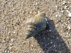 Stramonita canaliculata