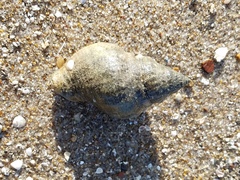 Stramonita canaliculata