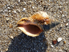 Stramonita canaliculata