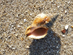 Stramonita canaliculata