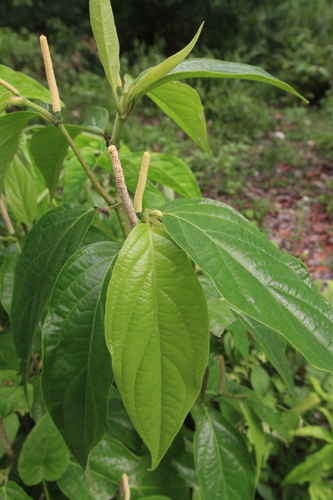 Image of Piper jacquemontianum by (c) Brian Oakes Haiti Hunter, some rights reserved (CC BY)