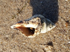 Stramonita canaliculata