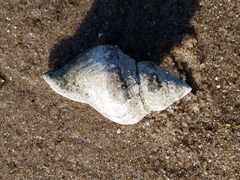 Stramonita canaliculata