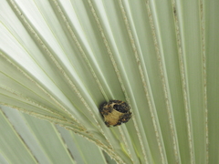 Polybia occidentalis bohemani