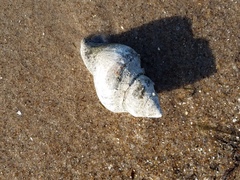 Stramonita canaliculata