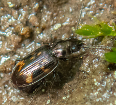 Bembidion semipunctatum