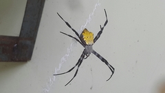 Argiope appensa