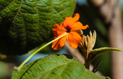 Helicteres brevispira