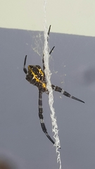 Argiope appensa