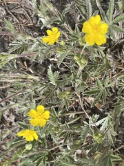 Potentilla pulcherrima