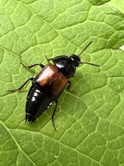 Tachinus fimbriatus