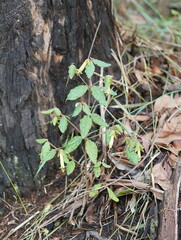 Correa reflexa lobata