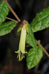 Correa reflexa lobata