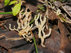 Ramaria lorithamnus