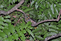 Ryukyu Scops Owl photo 3