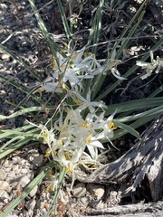 Leucocrinum montanum