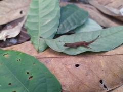 Chatogekko amazonicus