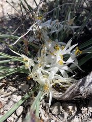 Leucocrinum montanum