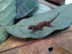 Chatogekko amazonicus