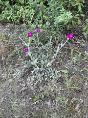 Silene coronaria