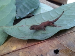 Chatogekko amazonicus