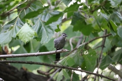 Dumetella carolinensis