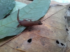 Chatogekko amazonicus