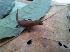 Chatogekko amazonicus