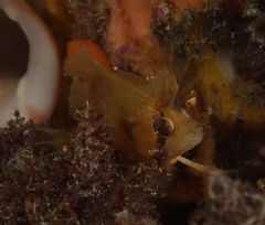 Cristiceps australis