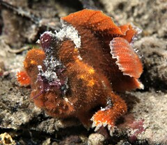 Phyllophryne scortea