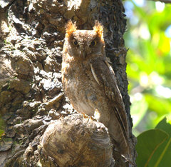 Otus elegans