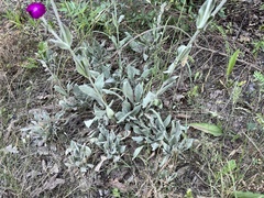 Silene coronaria