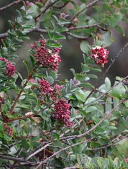Santalum haleakalae