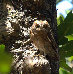 Otus elegans