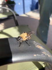 Cuterebra abdominalis