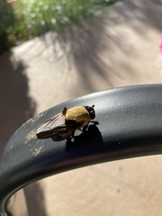 Cuterebra abdominalis