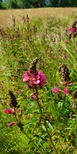 Image of Sidalcea nelsoniana by (c) Annie Kreager, some rights reserved (CC BY)