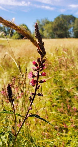 Image of Sidalcea nelsoniana by (c) Annie Kreager, some rights reserved (CC BY)