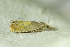 Dichrorampha bittana