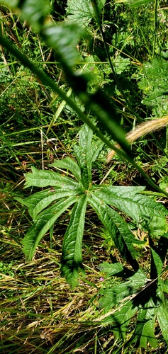 Image of Nelson's Checkermallow (Sidalcea nelsoniana) by (c) Annie Kreager, some rights reserved (CC BY)