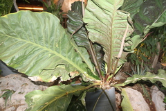 Anthurium hookeri