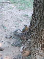 Sciurus niger