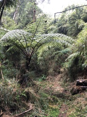 Sphaeropteris lepifera