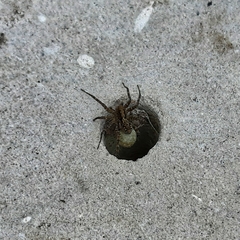 Acantholycosa lignaria