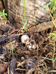 Coprinellus