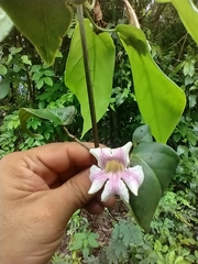 Bignonia potosina